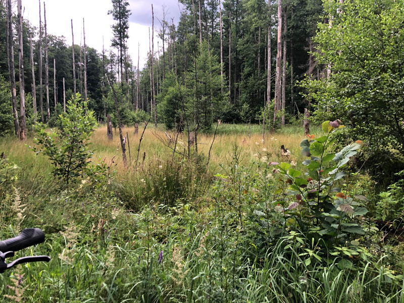 Am Rande eines Moores