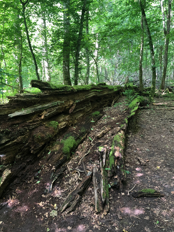 Beste Humusneubildung im Urwald
