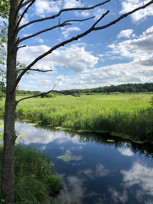 Der unregulierte Narewka-Fluss