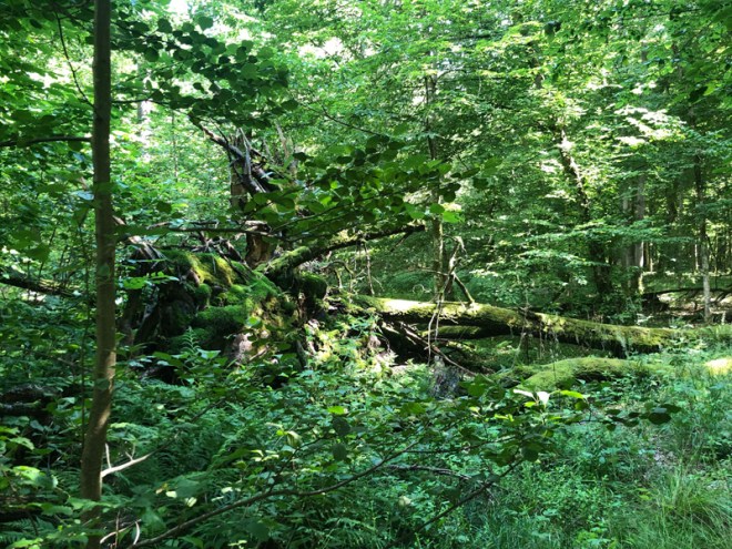 Querliegende Bäume als Quelle für artenreiche Neupflanzen