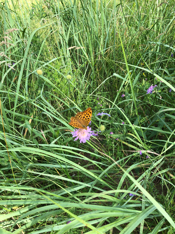 Schmetterling im Schilf